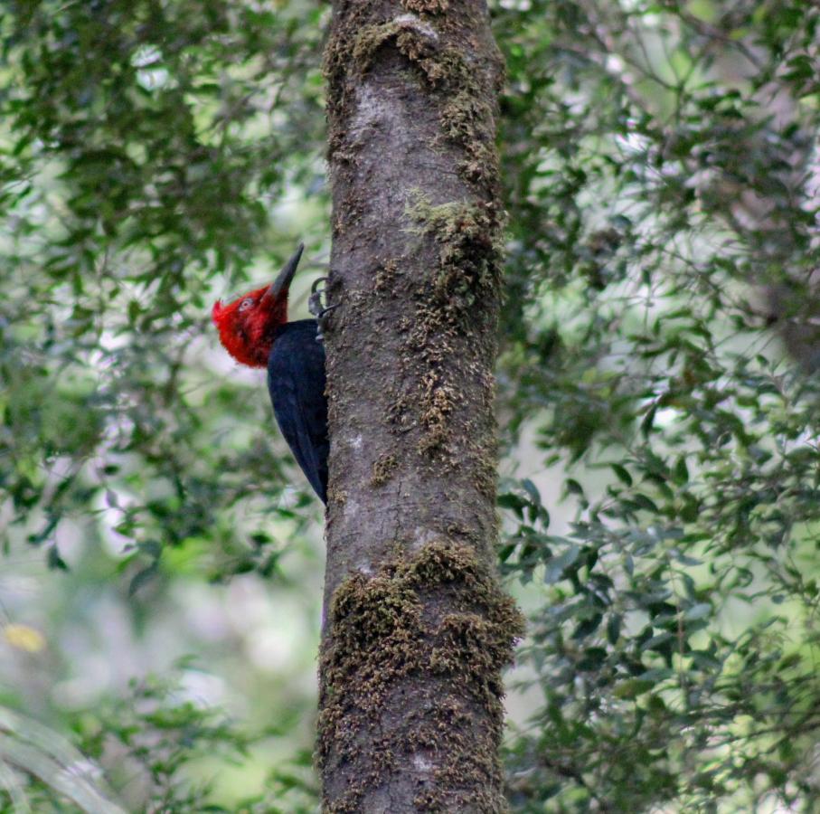 Lodge Parque Tepuhueico Кастро Екстериор снимка